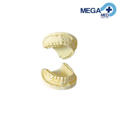 MODELO YESO IDEAL DENTADO COMPLETO PAR1