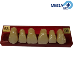 DIENTE MARCHE ANTERIOR SUPERIOR COLOR 58