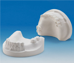 MODELO YESO IDEAL DENTADO SEMI-COMPLETO PAR