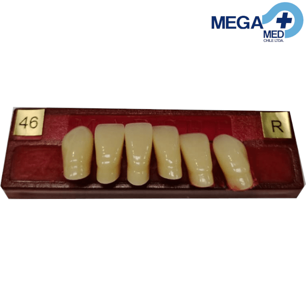 DIENTE MARCHE ANTERIOR INFERIOR COLOR 464