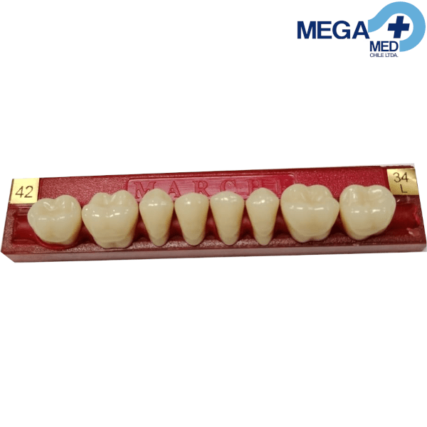 DIENTE MARCHE POSTERIOR INFERIOR COLOR 423