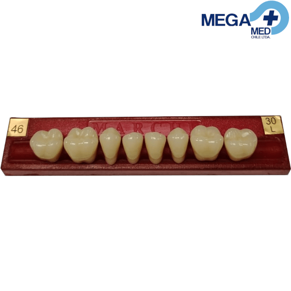 DIENTE MARCHE POSTERIOR INFERIOR COLOR 46 0