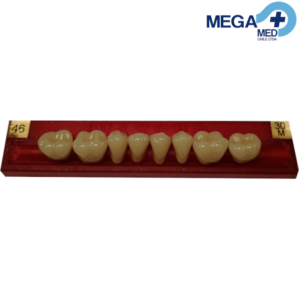DIENTE MARCHE POSTERIOR INFERIOR COLOR 462