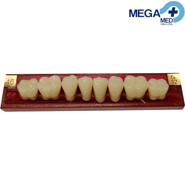 DIENTE MARCHE POSTERIOR INFERIOR COLOR 464