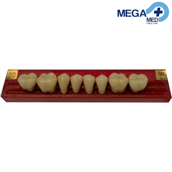 DIENTE MARCHE POSTERIOR INFERIOR COLOR 502