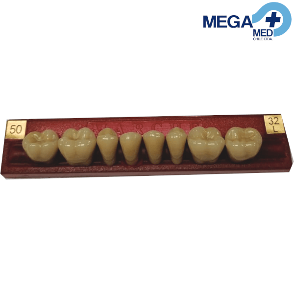 DIENTE MARCHE POSTERIOR INFERIOR COLOR 503