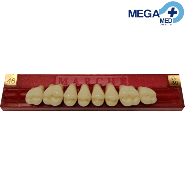 DIENTE MARCHE POSTERIOR SUPERIOR COLOR 465