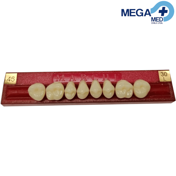DIENTE MARCHE POSTERIOR SUPERIOR COLOR 468