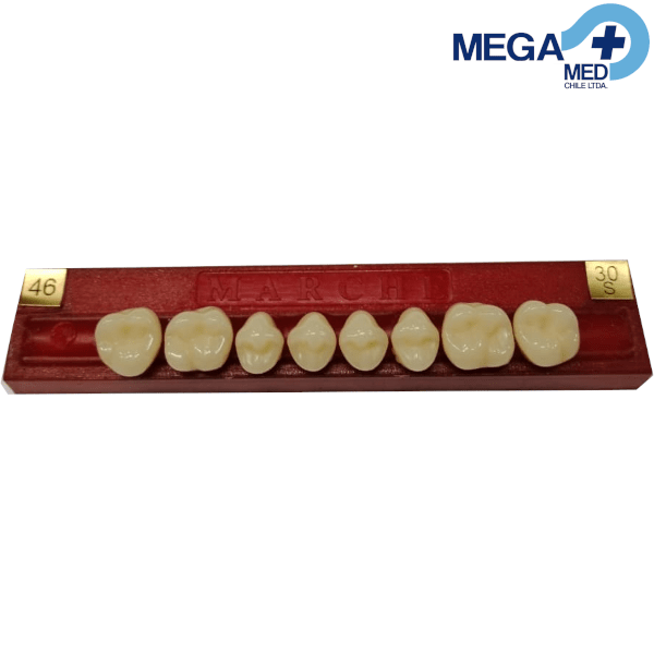 DIENTE MARCHE POSTERIOR SUPERIOR COLOR 466