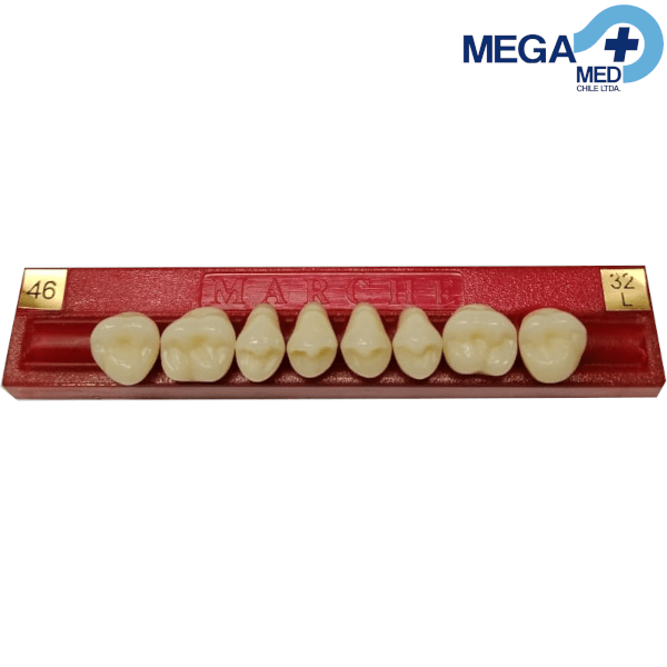 DIENTE MARCHE POSTERIOR SUPERIOR COLOR 4610