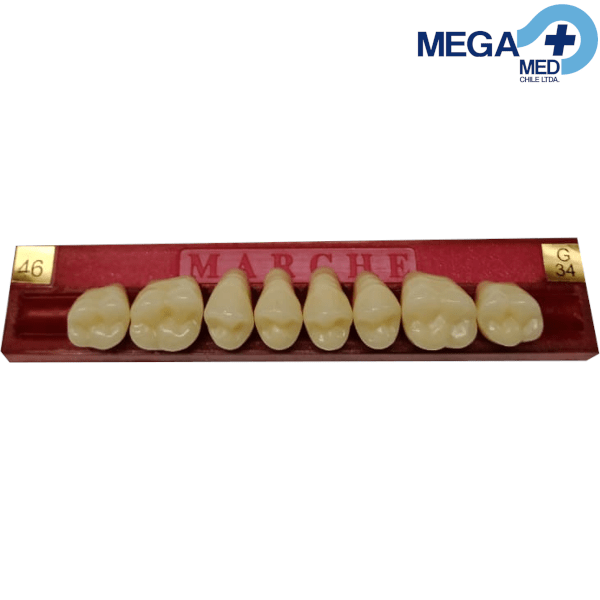 DIENTE MARCHE POSTERIOR SUPERIOR COLOR 464