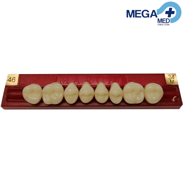 DIENTE MARCHE POSTERIOR SUPERIOR COLOR 467