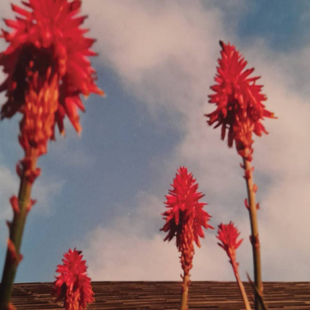 VINILO TITAE/ LLEGÓ LA MARIMBA 1LP3