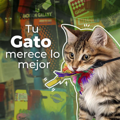 gatos