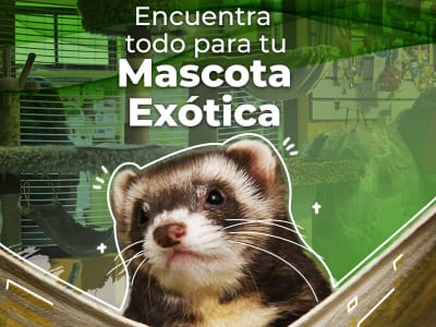 mascotas exoticas