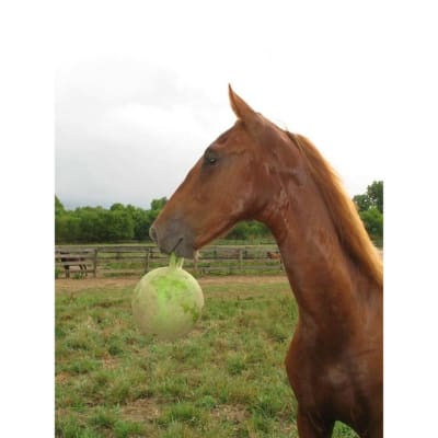 JP pelota con asa verde