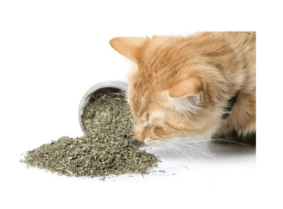 bioline catnip hierba seca