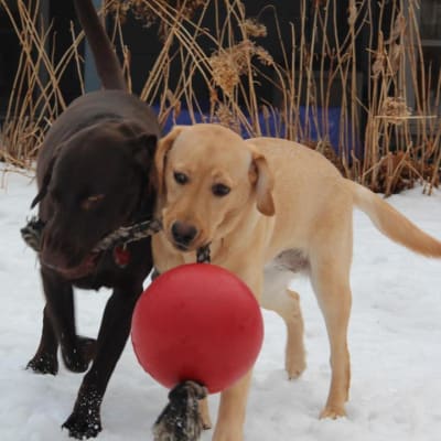 JP pelota con cuerda naranja