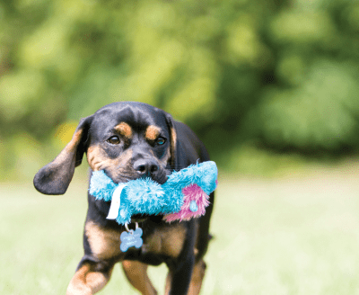 kong cozie baily dog