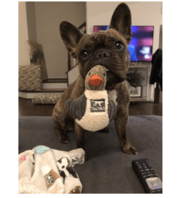 tall tails pato con sonido