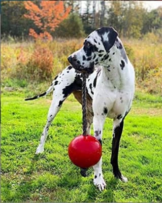 JP pelota con cuerda roja