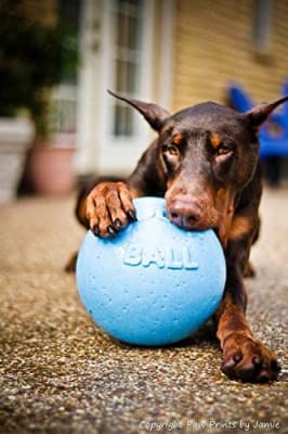 JP pelota bote blueberry