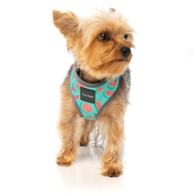 fuzzy arnes summer puch