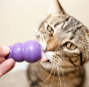 kong kitty