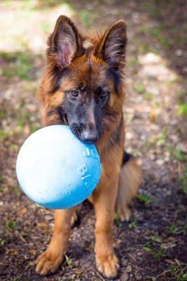 JP pelota bote blueberry