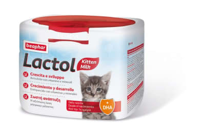 lactol kitten