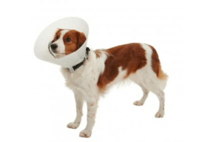 collar isabelino buster