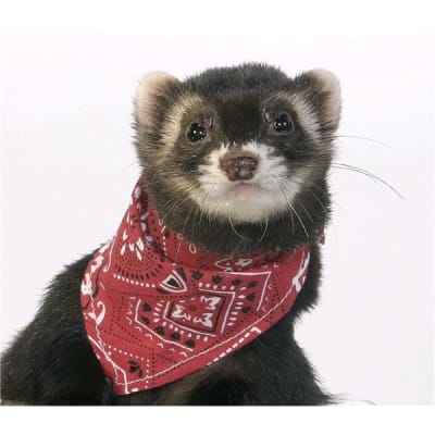 bandana marshall