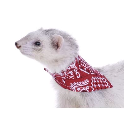 bandana marshall
