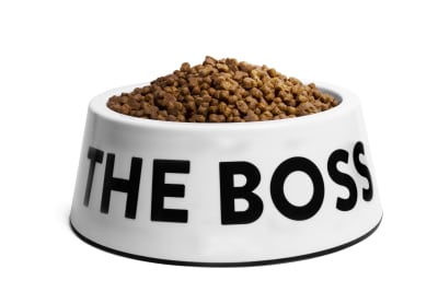 zeedog bowl the boss white