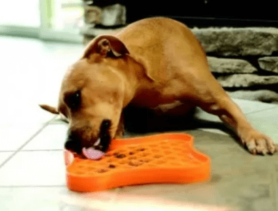 pet zone slow feeder