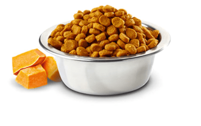 n&d pumpkin gato castrado