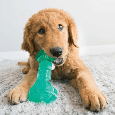 kong squeezz dental bone