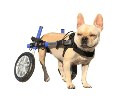 walkinpets silla de ruedas azul