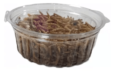 tenebrios granel pote