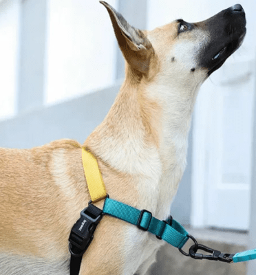 zeedog valley arnes soft-walk