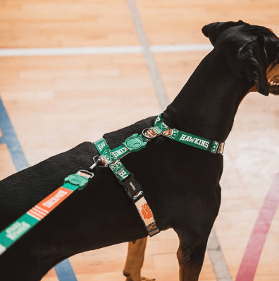 zeedog hawkins stranger arnes H