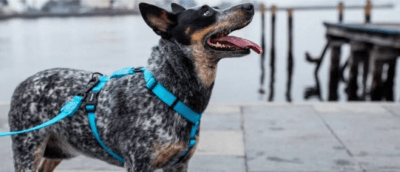 zeedog ultimate blue arnes H