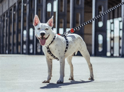 zeedog skull 2.0 arnes H