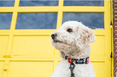 wolfgang collar darkfloral