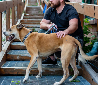 wolfgang collar hexCamo