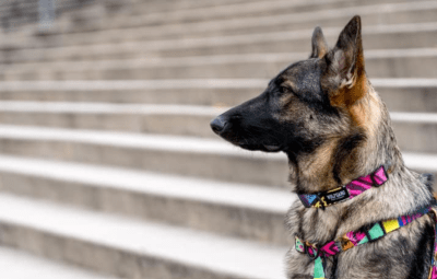 wolfgang collar martingale retro