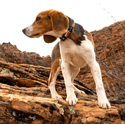 wolfgang collar parklands