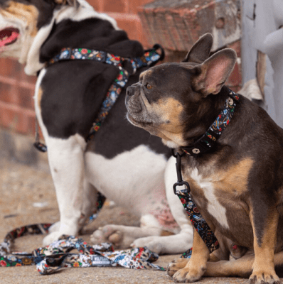 wolfgang collar vintageblack