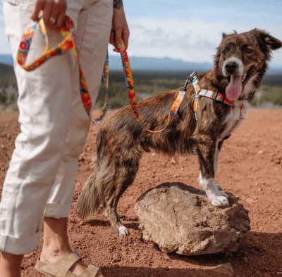 wolfgang trailla packleader