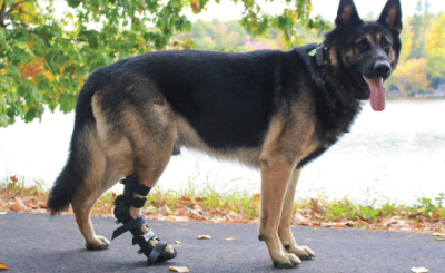 walkinpets ferula ajustable delant/trase